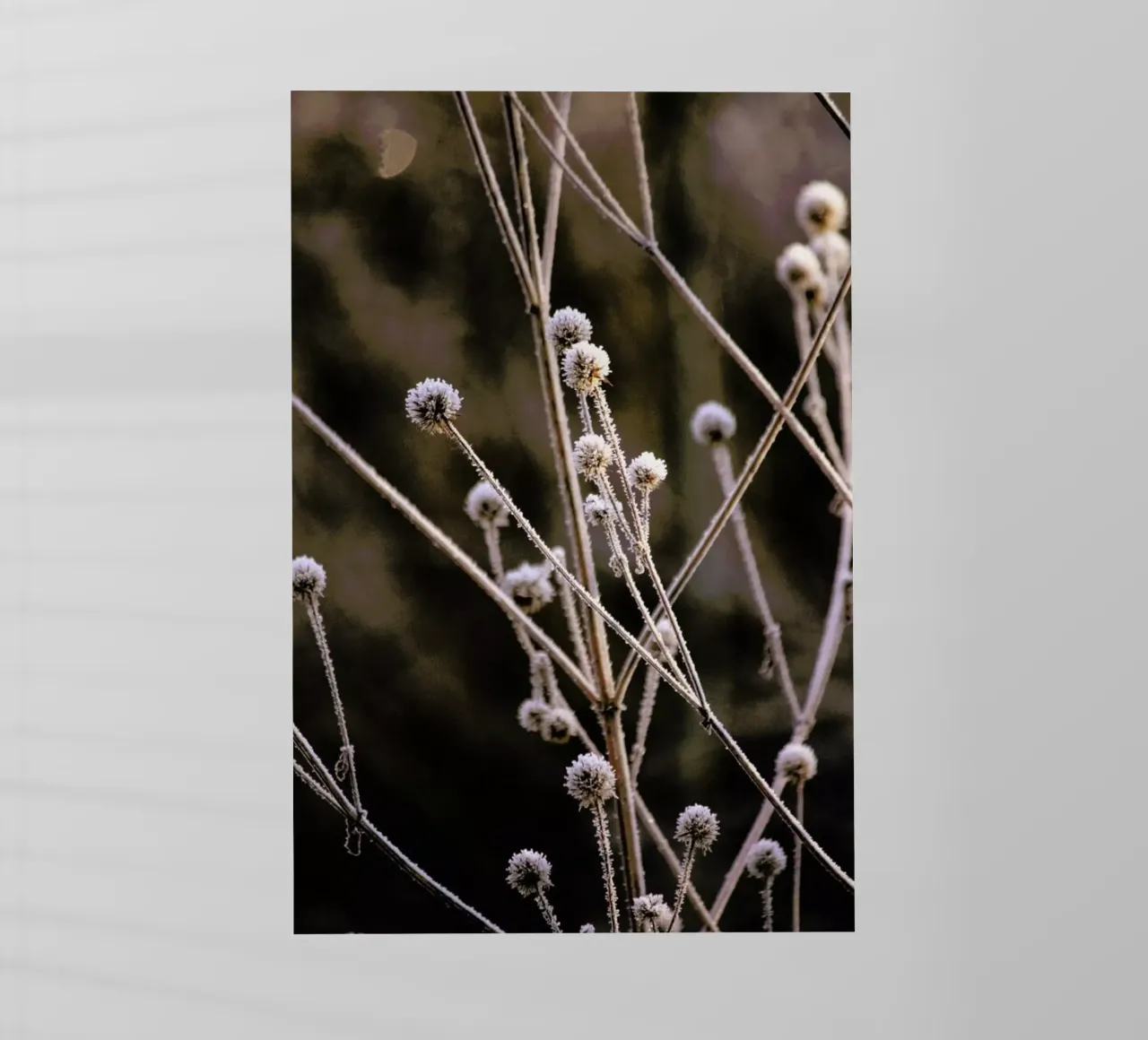 Frosted Stems pellicola backlit da Flora & Fauna