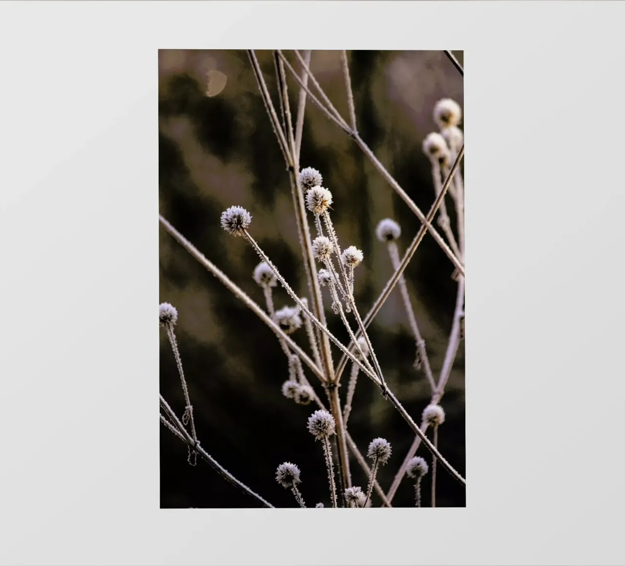 Frosted Stems pellicola backlit da Flora & Fauna
