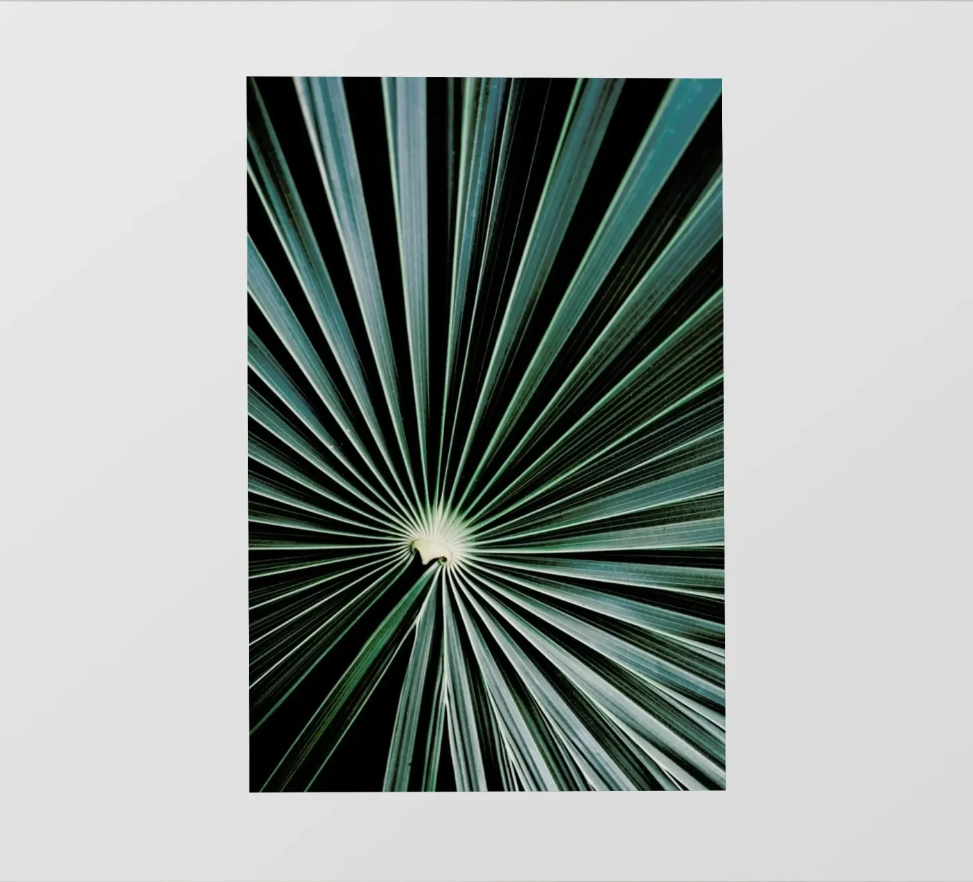 Radial pellicola backlit da Flora & Fauna