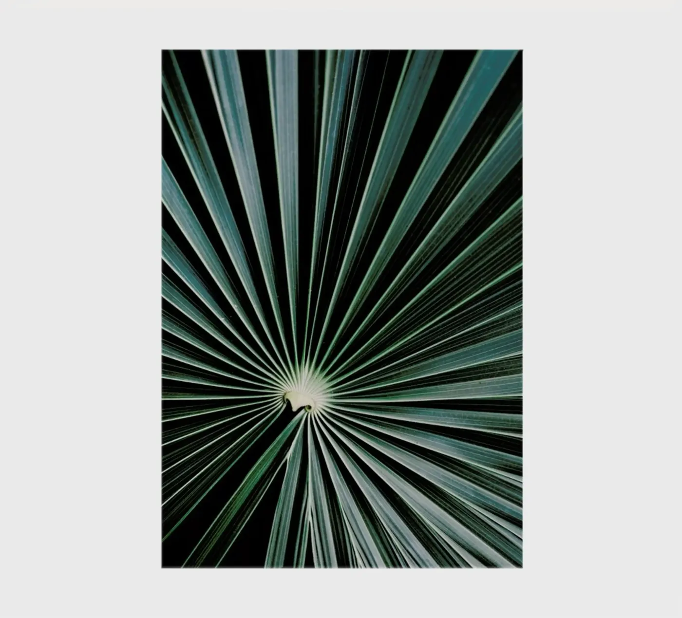 Radial notebook by Flora & Fauna