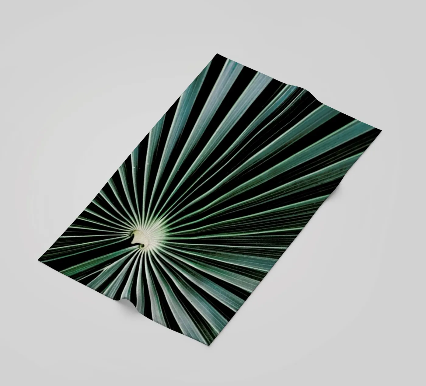 Radial telo mare da Flora & Fauna