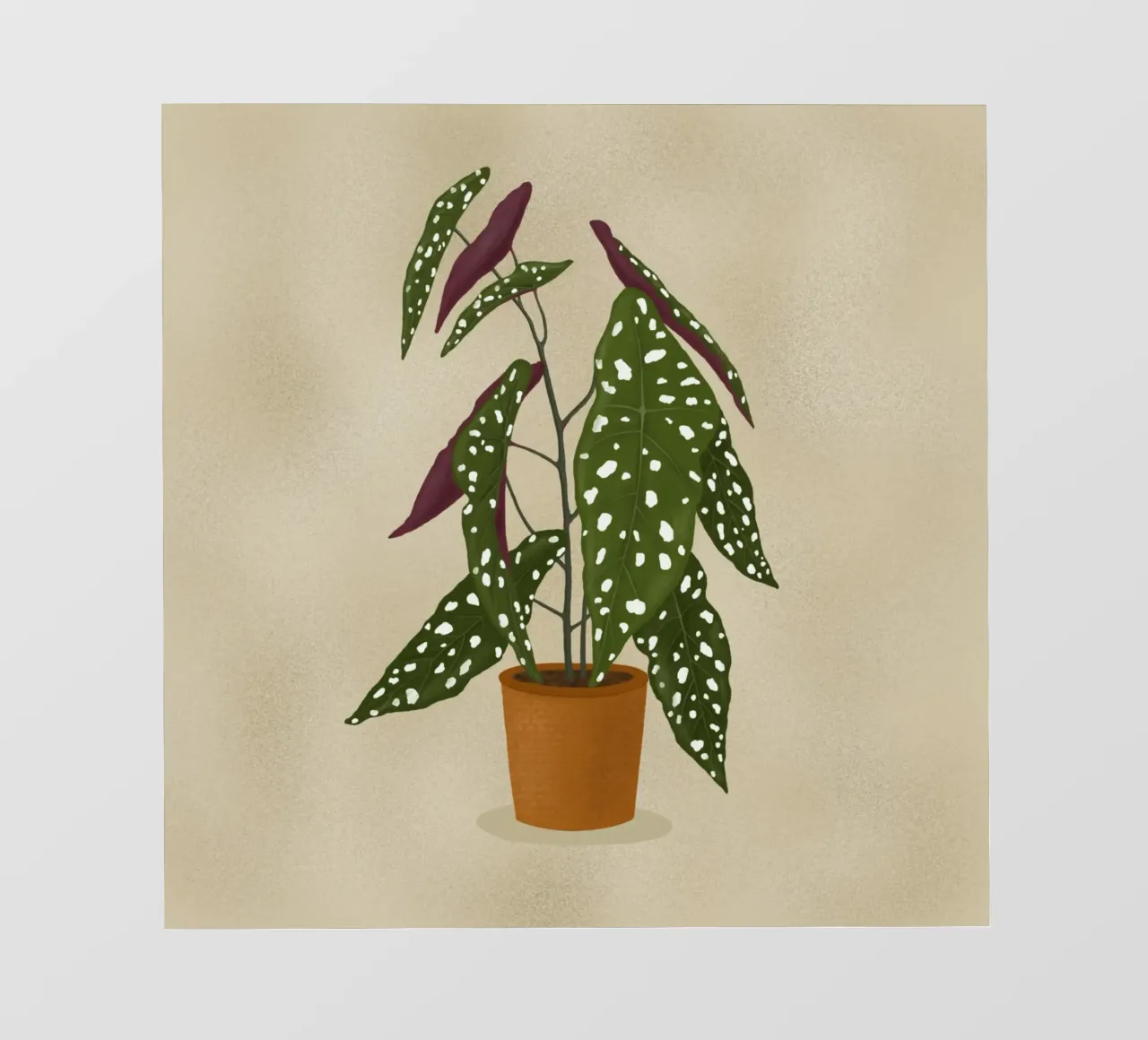 Begonia Maculata pellicola backlit da Vivi Nicolin