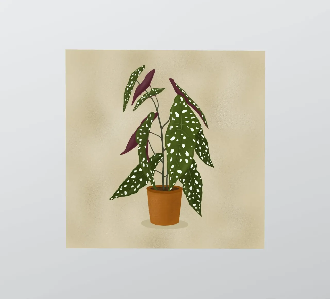 Begonia Maculata pegatina de Vivi Nicolin
