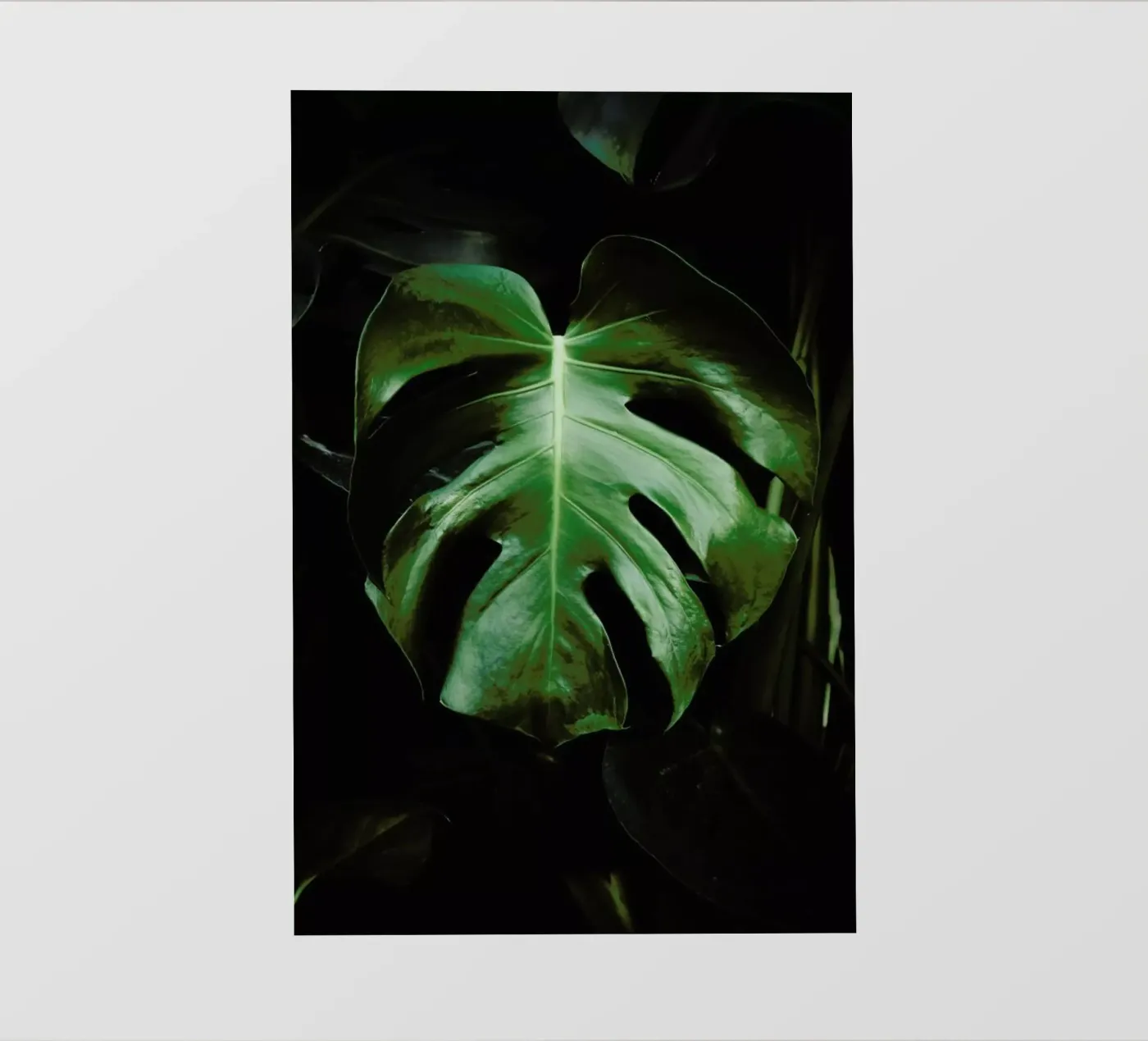 Monsterablad fotobehang van Ingrid Beddoes