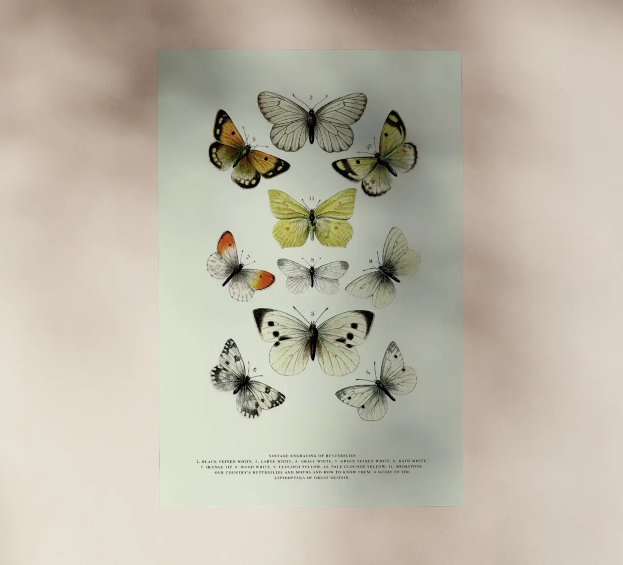 Vintage Butterflies pellicola backlit da Vintage by JUNIQE