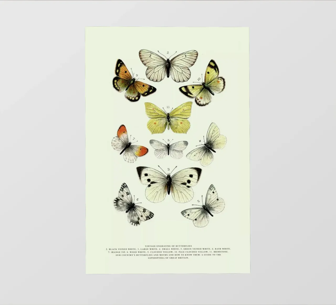 Vintage Butterflies pellicola backlit da Vintage by JUNIQE