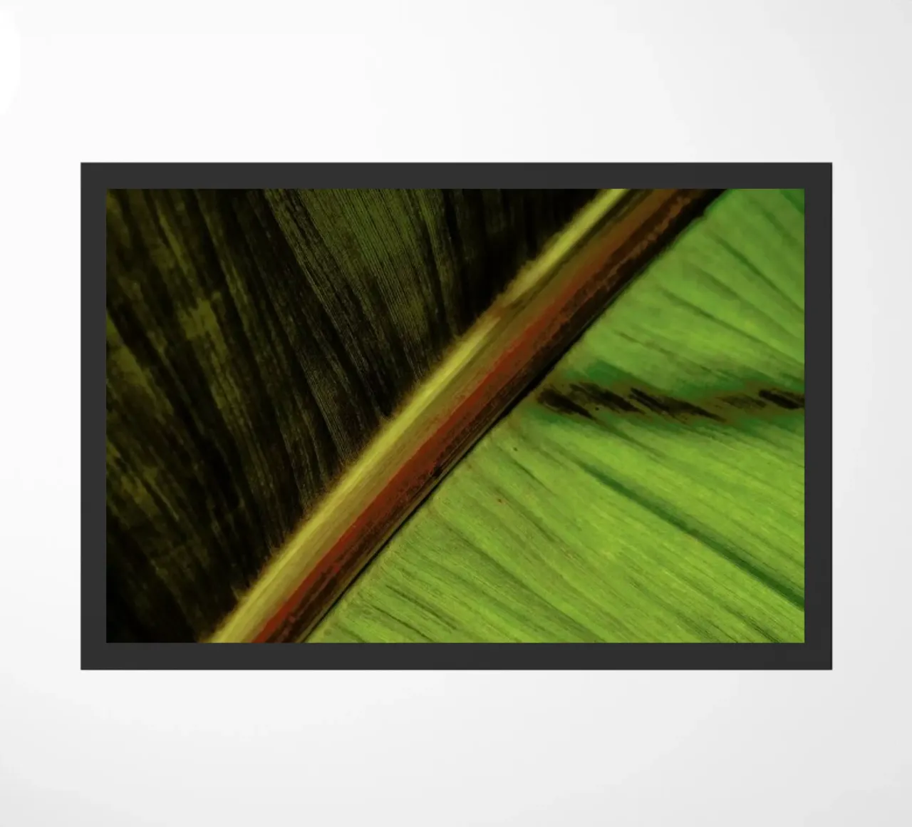 Sun Hit zerbino da Flora & Fauna