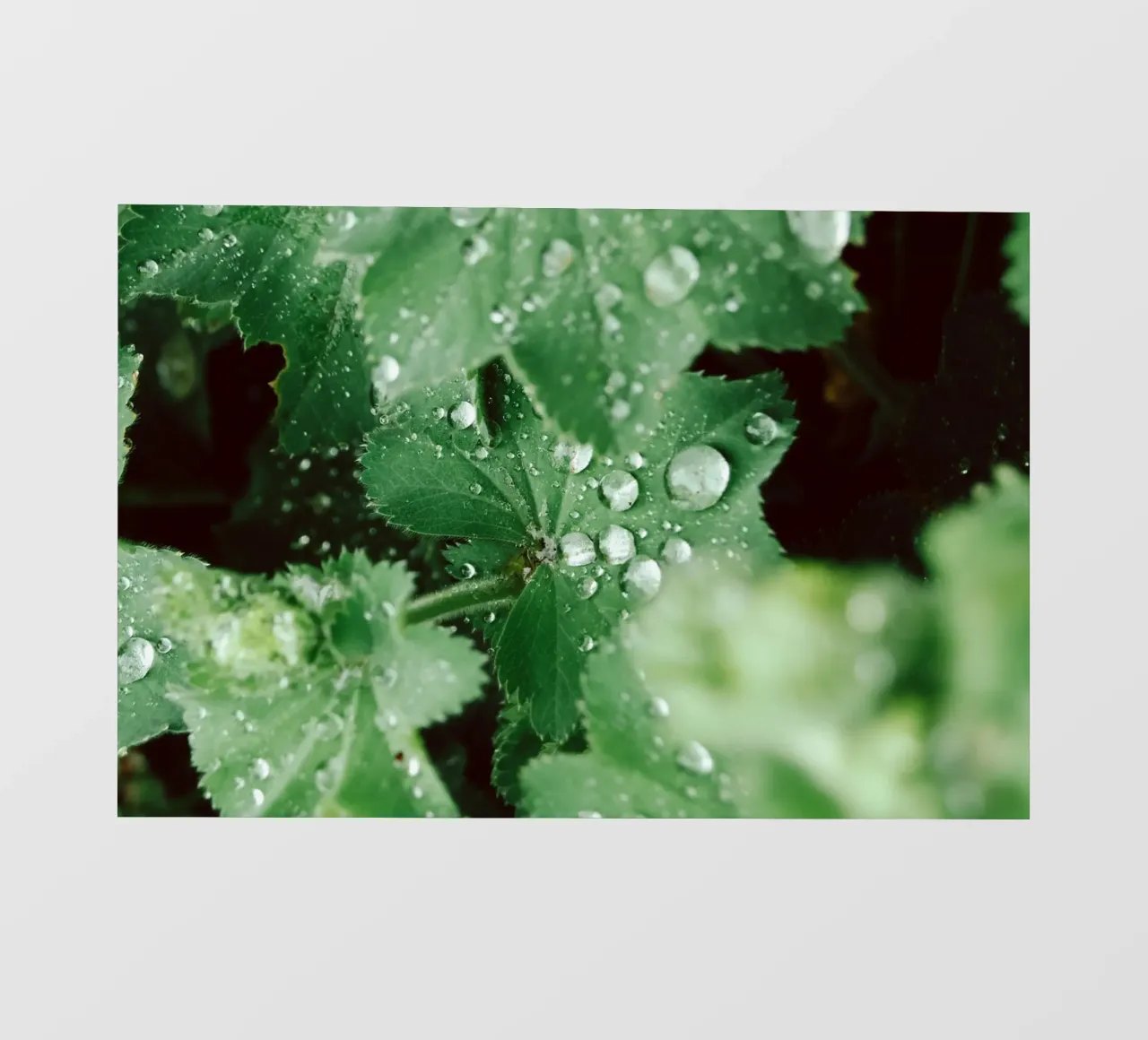 Lady's Mantle with Waterdrops pellicola backlit da flowers.and.delight