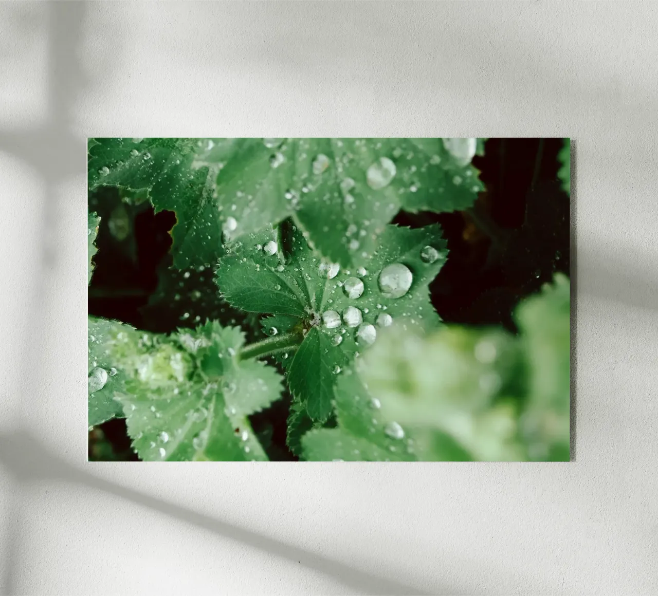 Lady's Mantle with Waterdrops plexiglass da flowers.and.delight