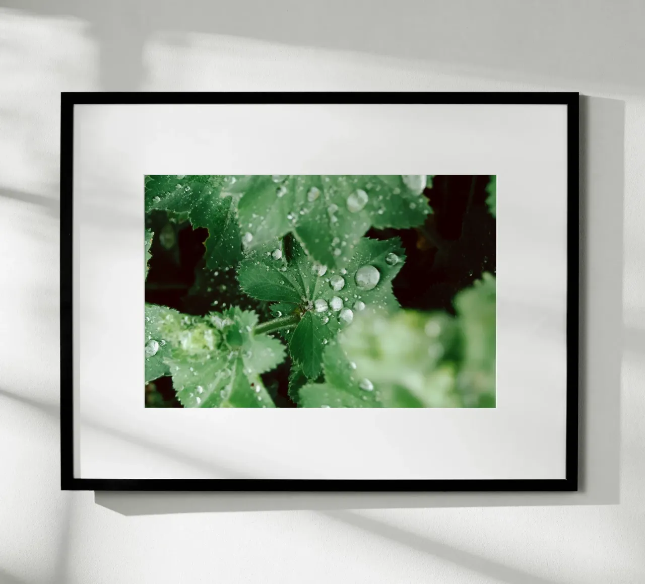 Lady's Mantle with Waterdrops carta hahnemühle da flowers.and.delight