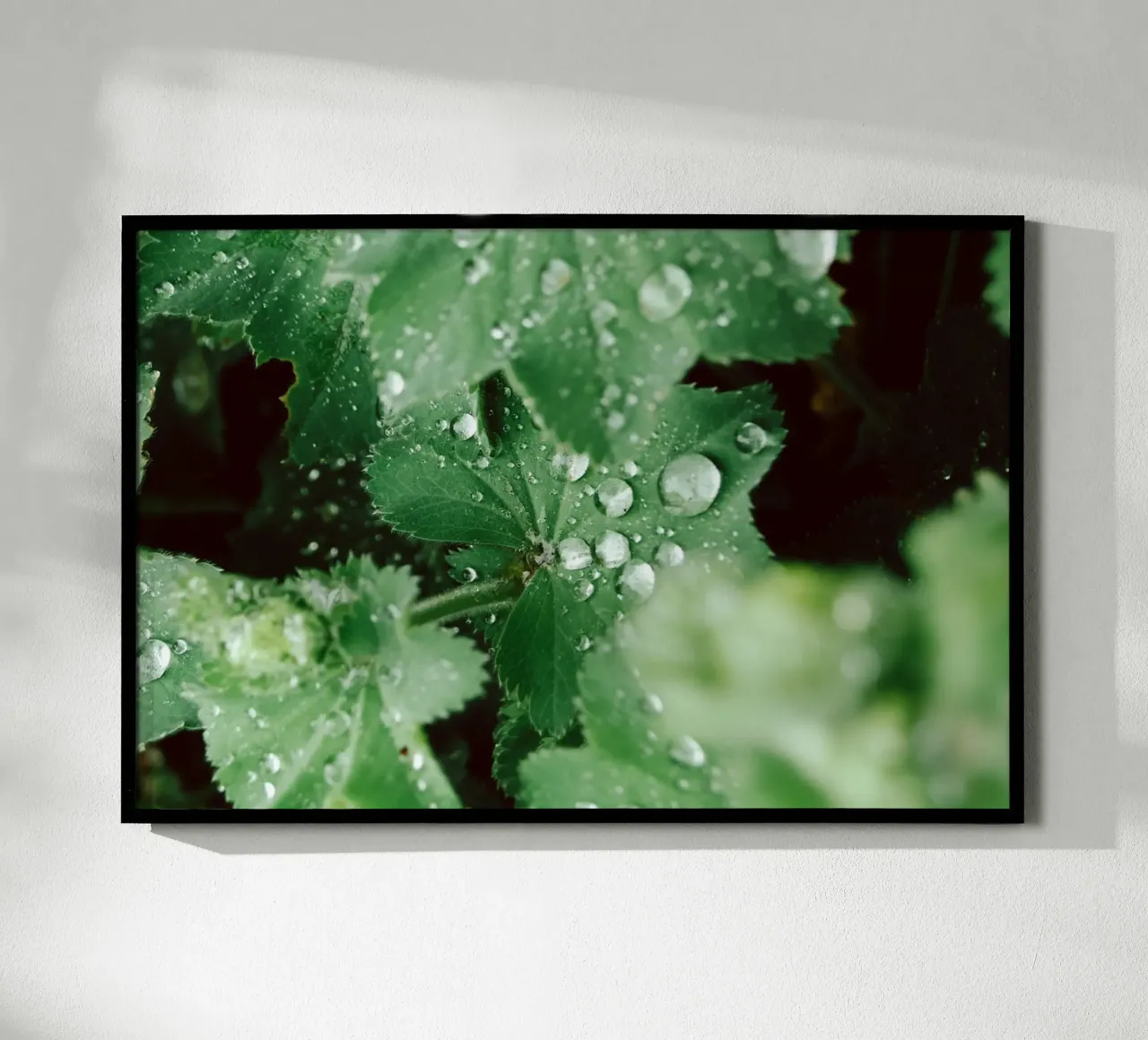 Lady's Mantle with Waterdrops carta hahnemühle da flowers.and.delight