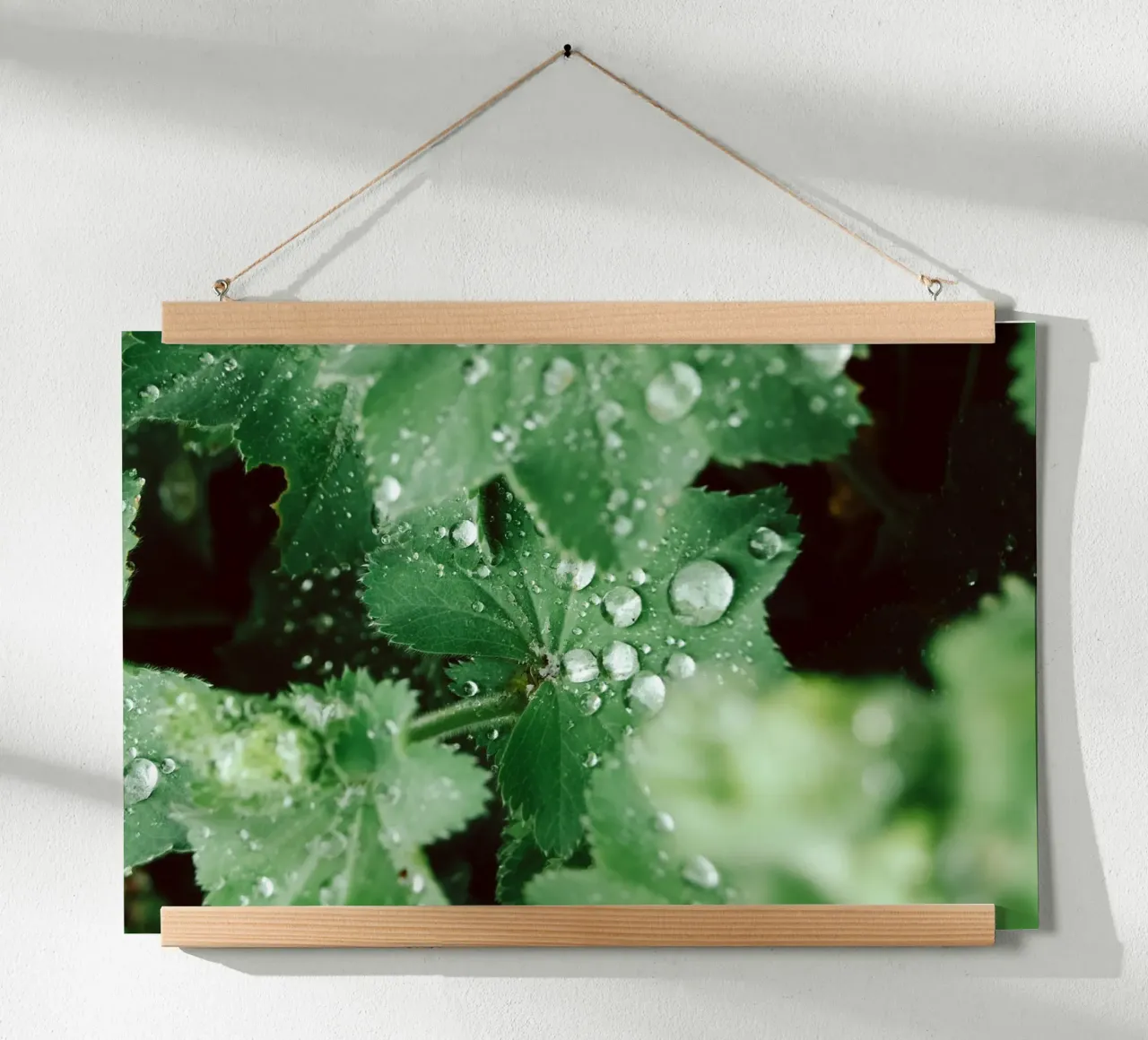 Lady's Mantle with Waterdrops carta hahnemühle da flowers.and.delight