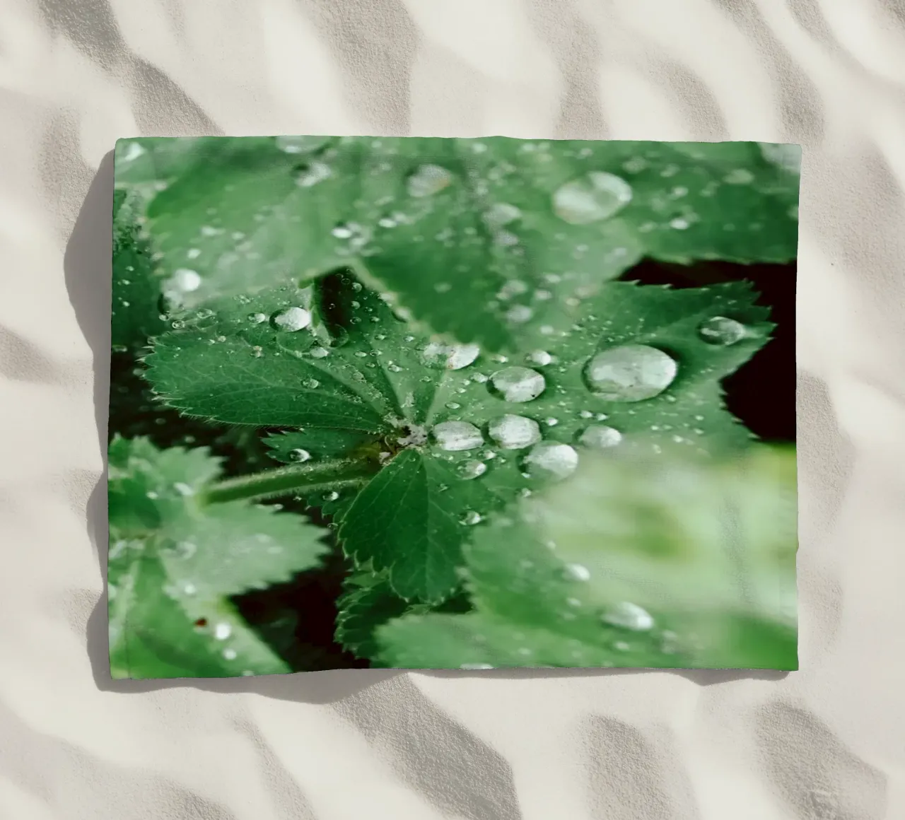 Lady's Mantle with Waterdrops telo mare da flowers.and.delight