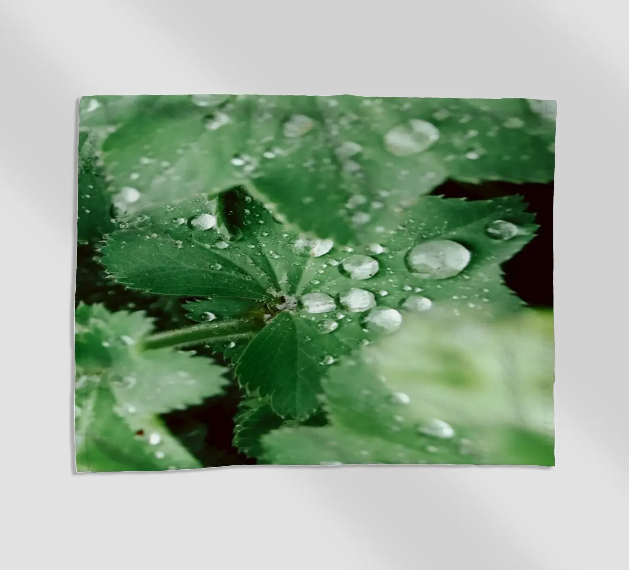 Lady's Mantle with Waterdrops telo mare da flowers.and.delight