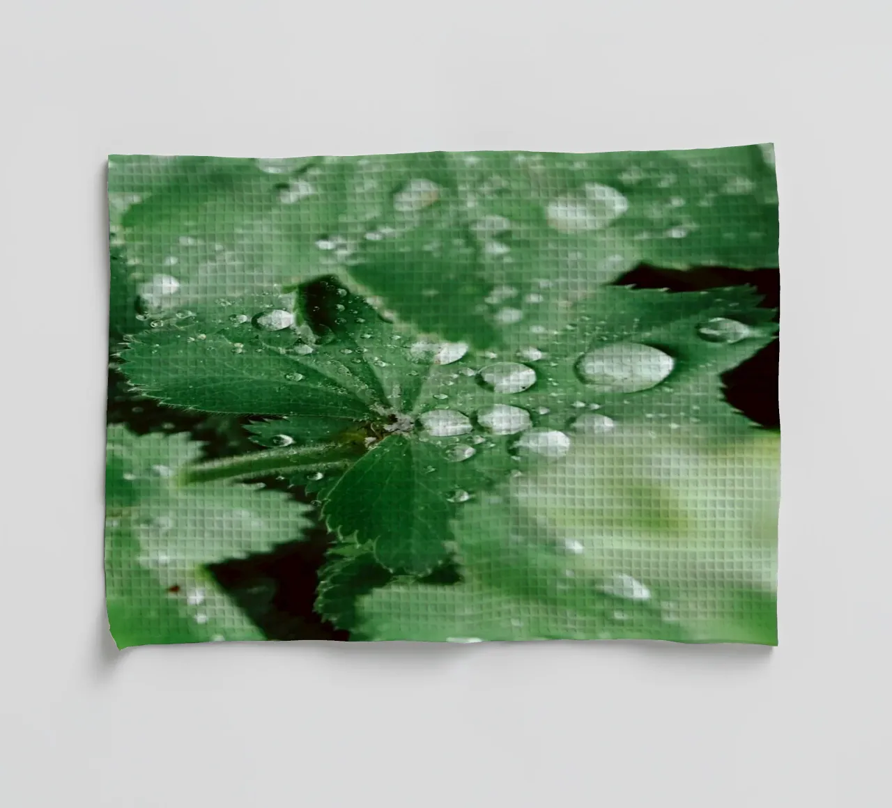 Lady's Mantle with Waterdrops canovaccio da cucina da flowers.and.delight