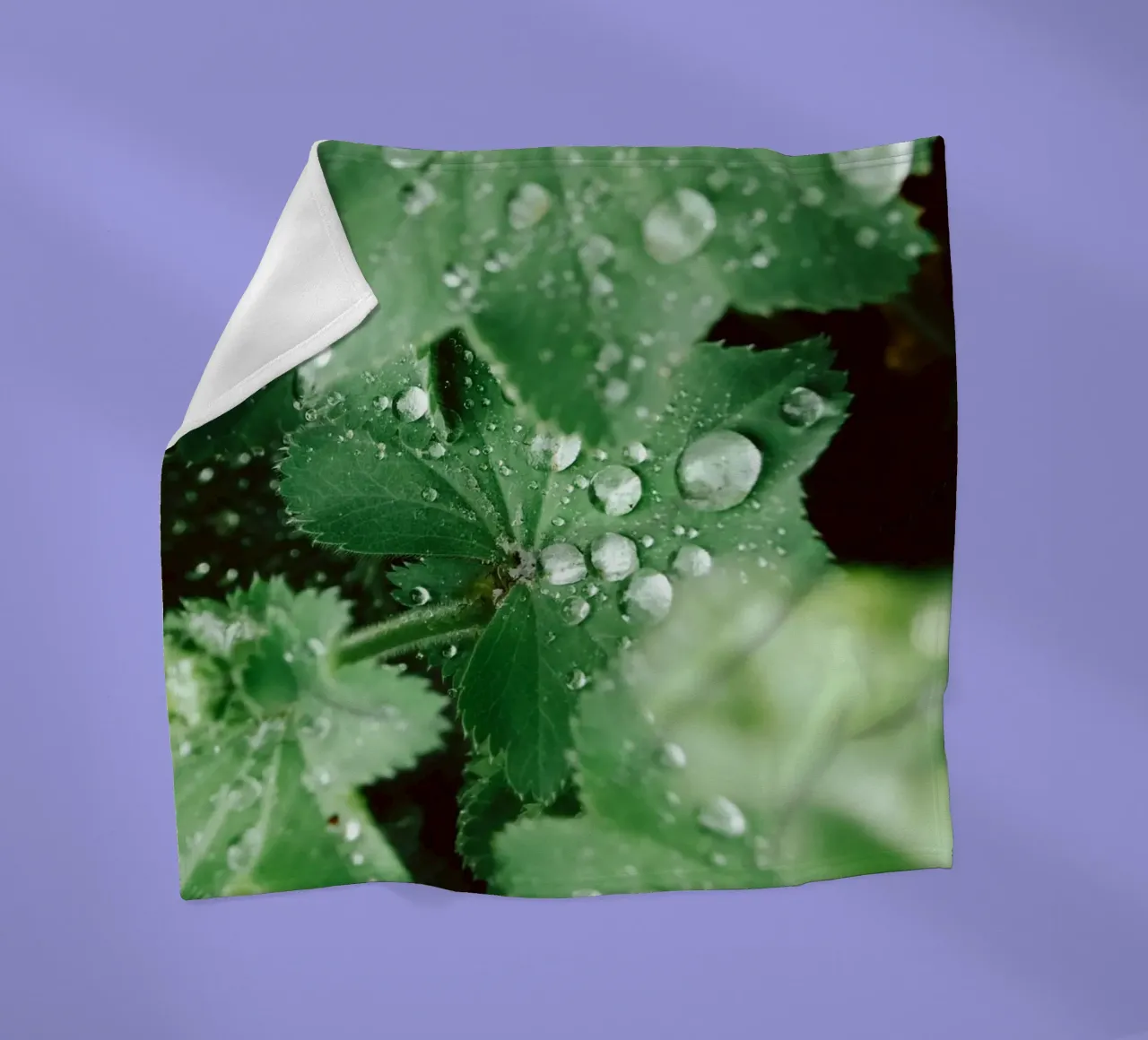 Lady's Mantle with Waterdrops coperta in pile da flowers.and.delight