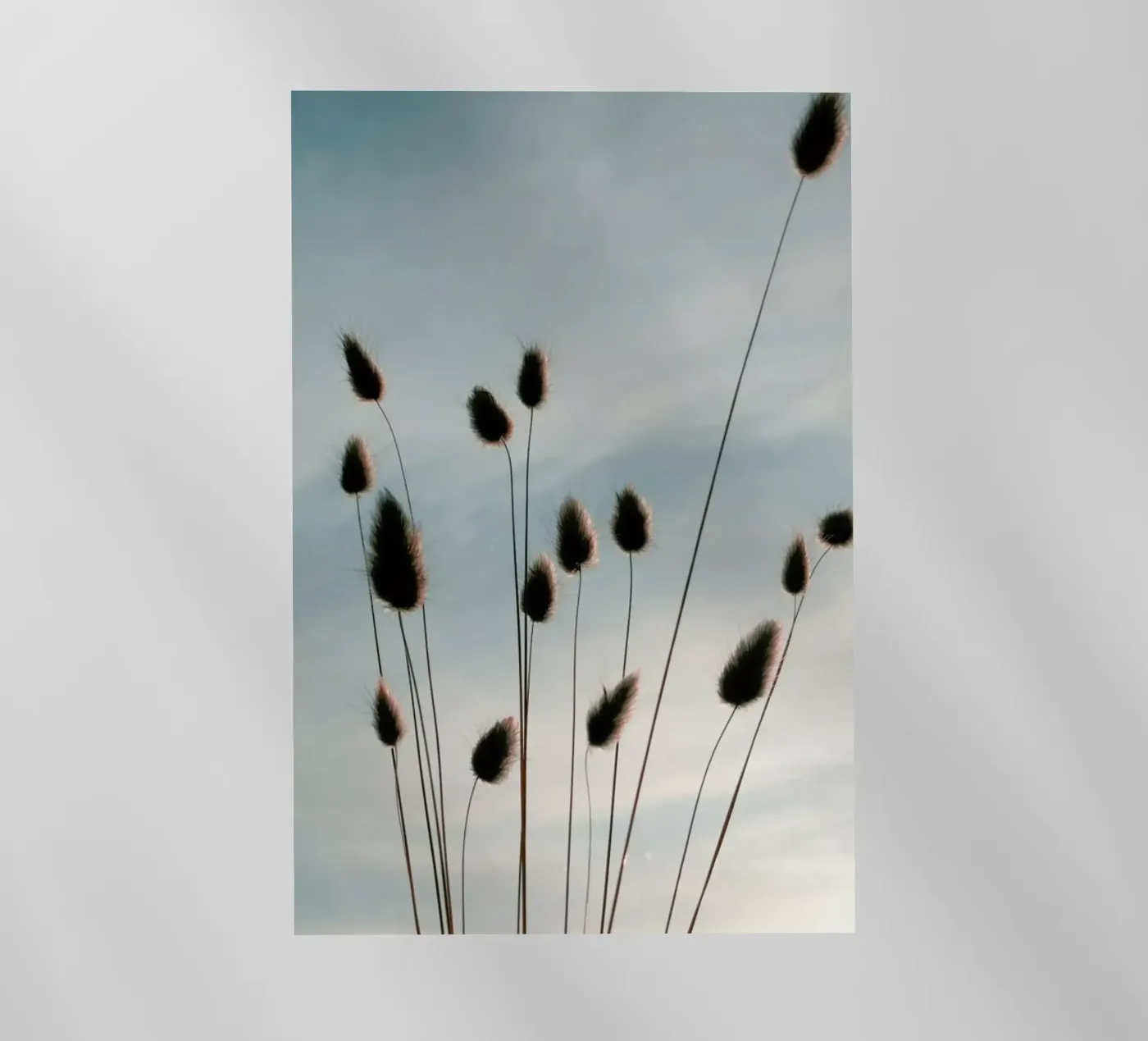 Airy Fluff pellicola backlit da Sebastian Hilgetag