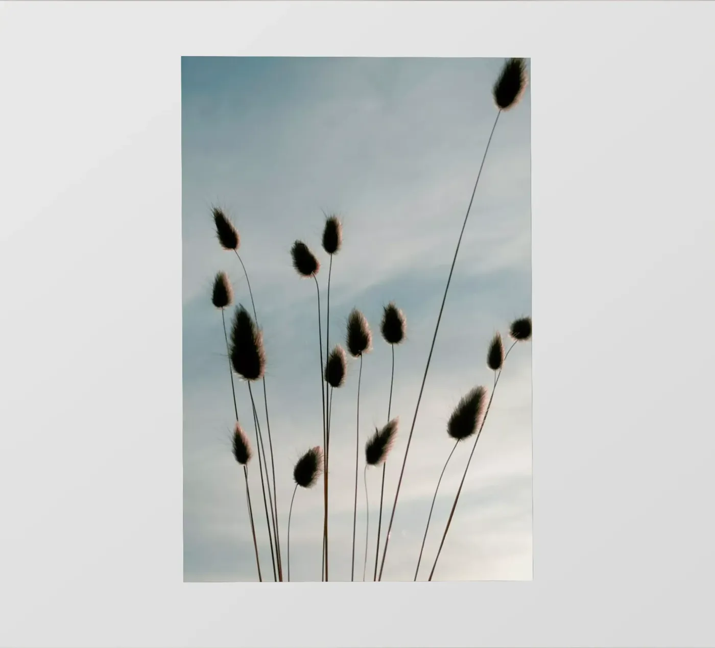 Airy Fluff pellicola backlit da Sebastian Hilgetag