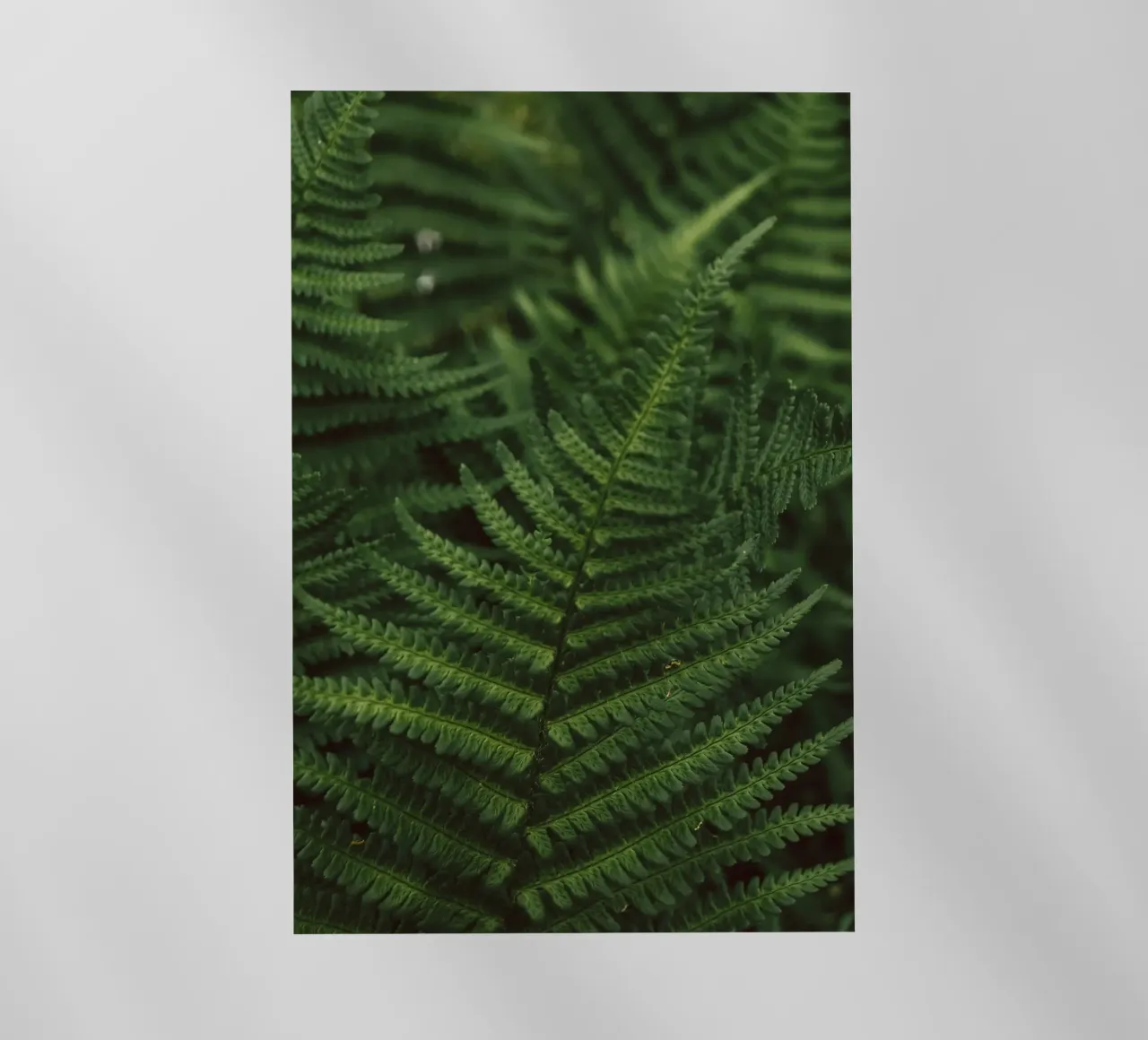 Lush Fern Greenery pellicola backlit da flowers.and.delight