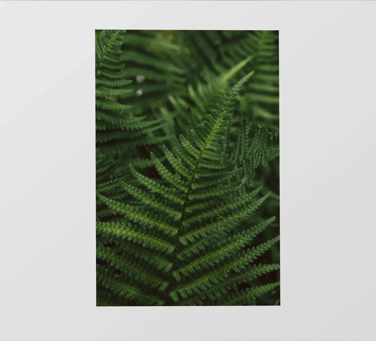 Lush Fern Greenery pellicola backlit da flowers.and.delight
