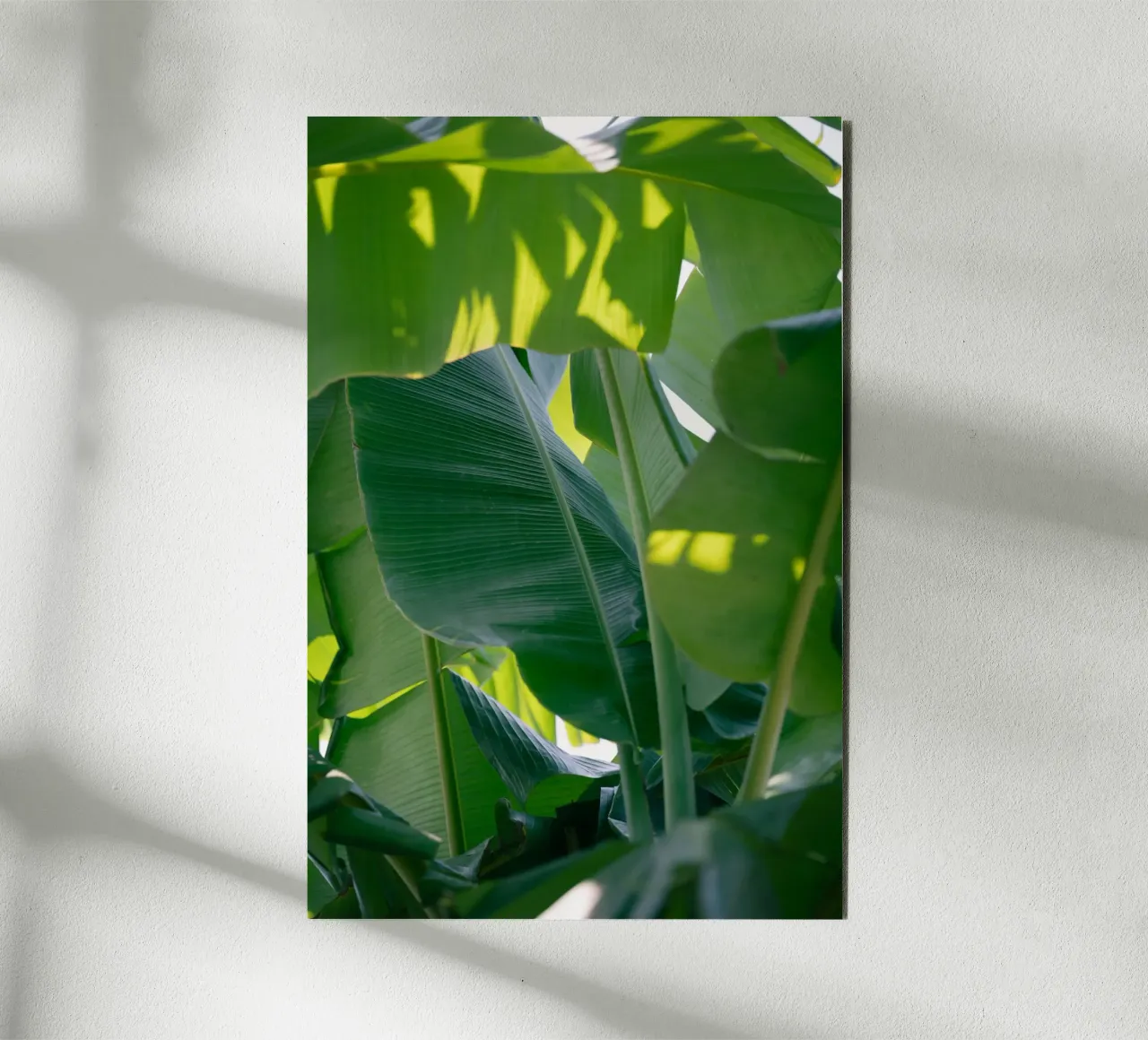 Foglie di banano alluminio dibond da Katja Stehle Design