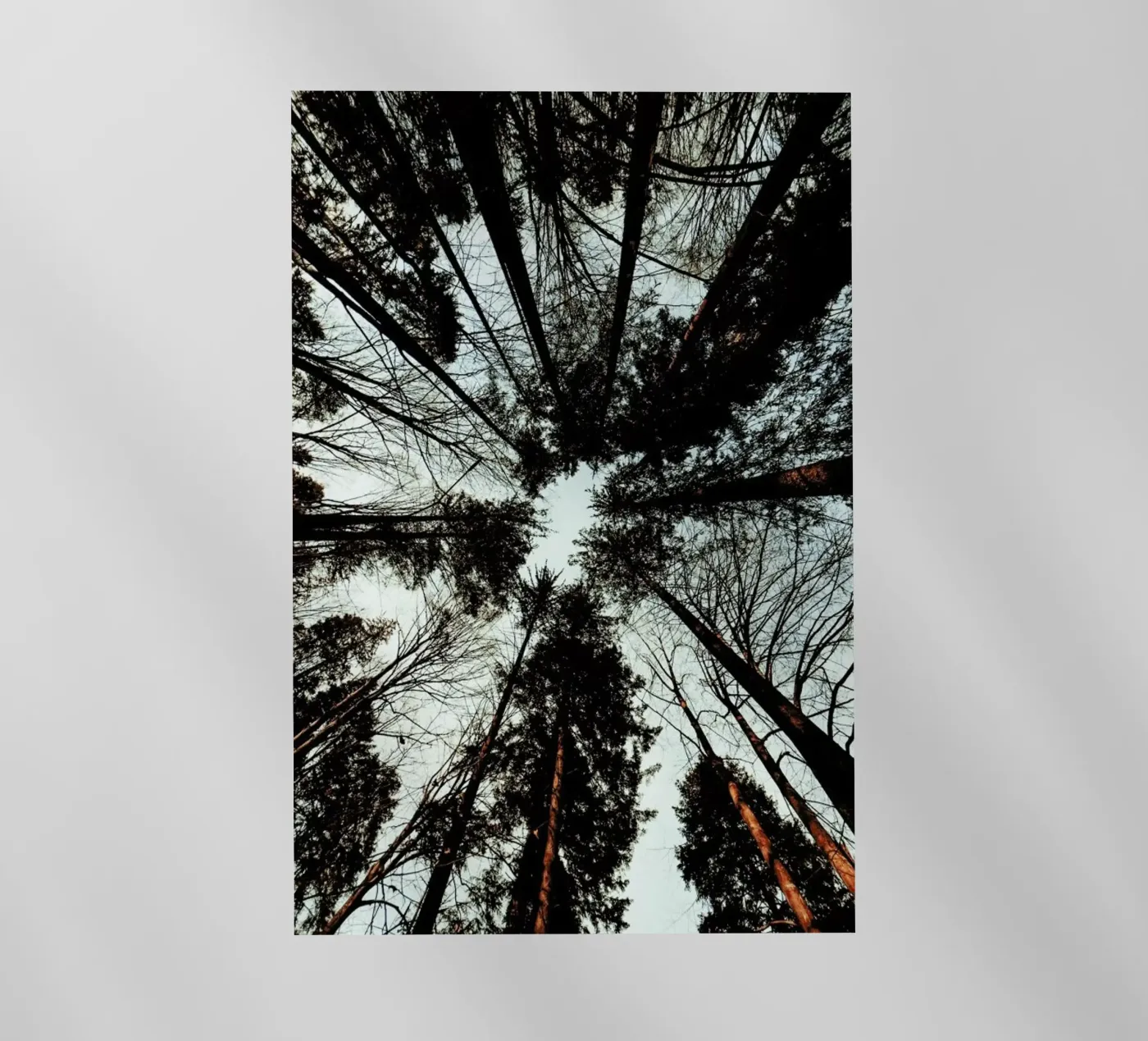 Look Up pellicola backlit da Sebastian Hilgetag