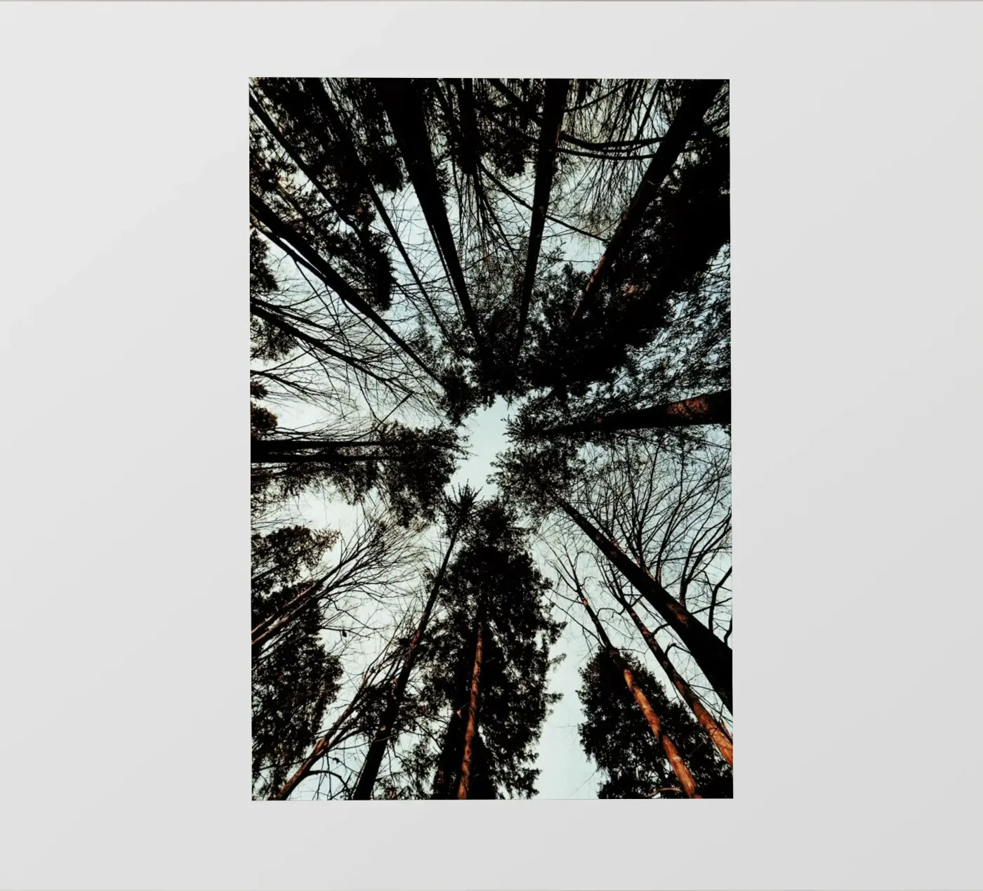 Look Up pellicola backlit da Sebastian Hilgetag