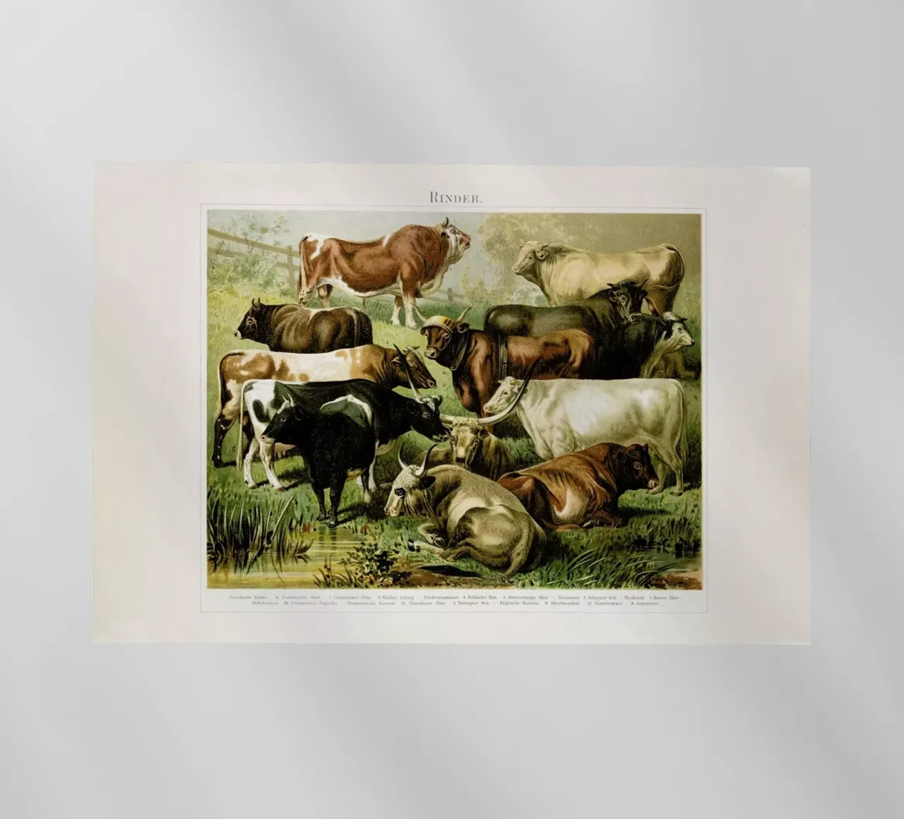 Herd pellicola backlit da Flora & Fauna