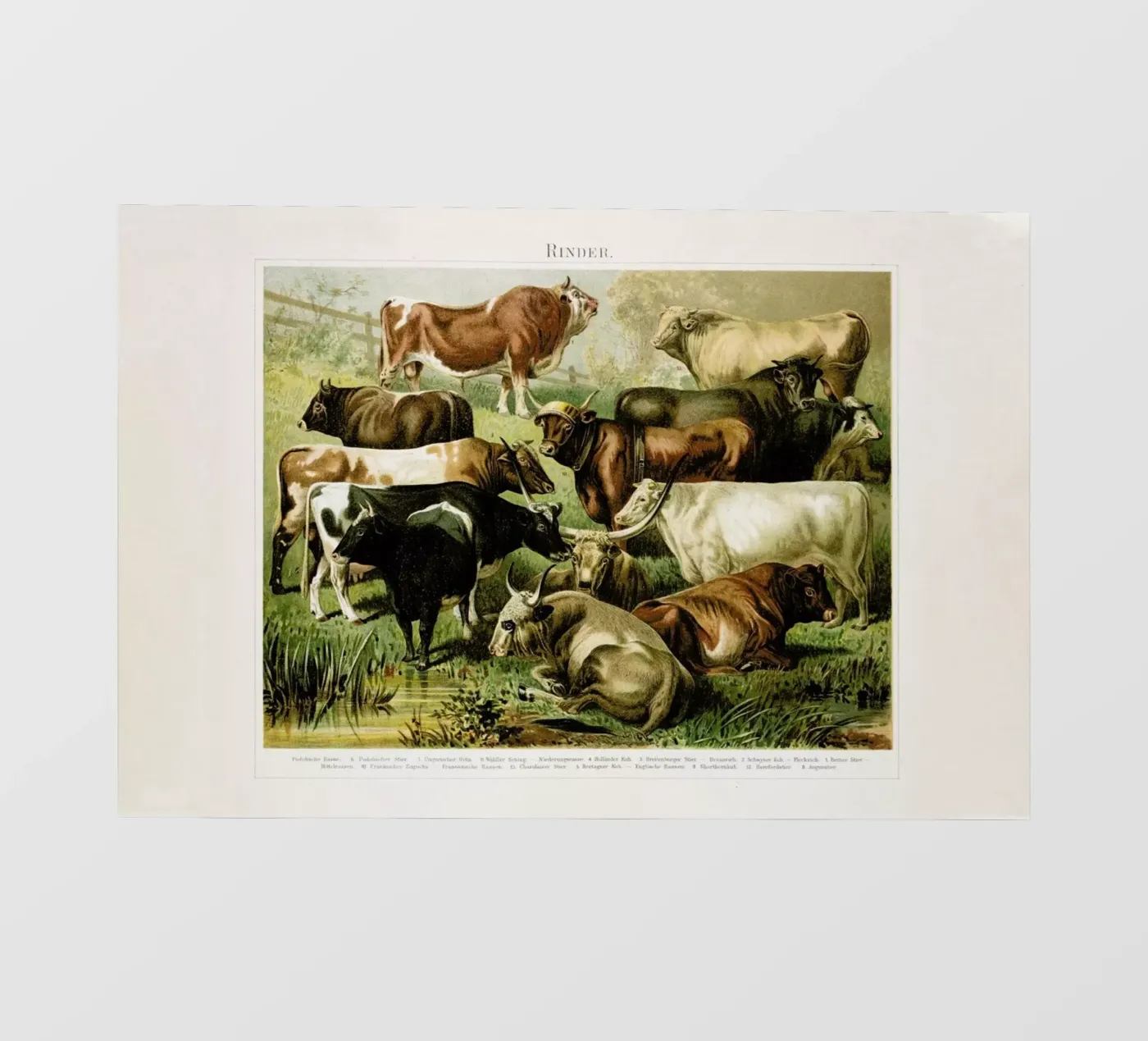 Herd Backlit Folie von Flora & Fauna