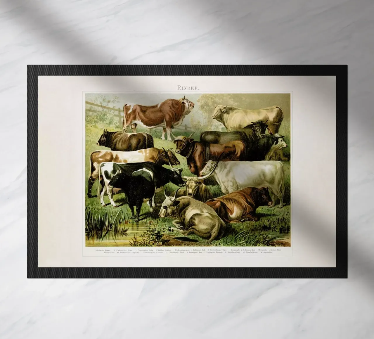 Herd zerbino da Flora & Fauna