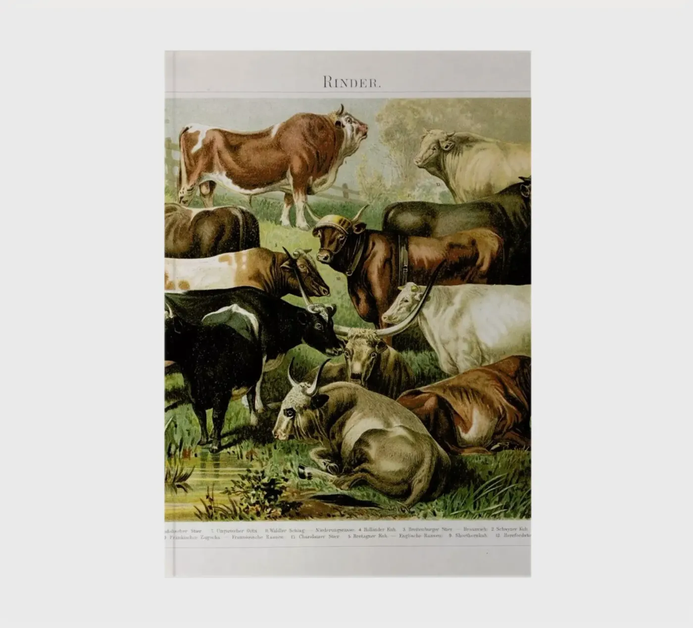 Herd notebook by Flora & Fauna