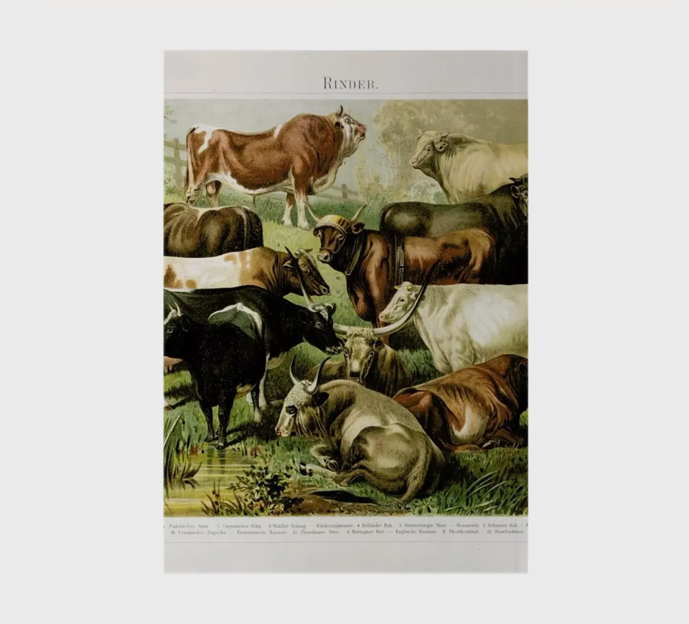 Herd notebook by Flora & Fauna