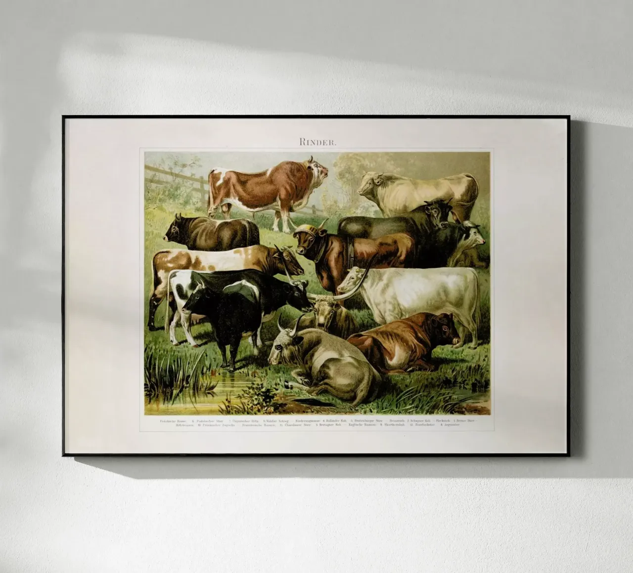 Herd plexiglass da Flora & Fauna