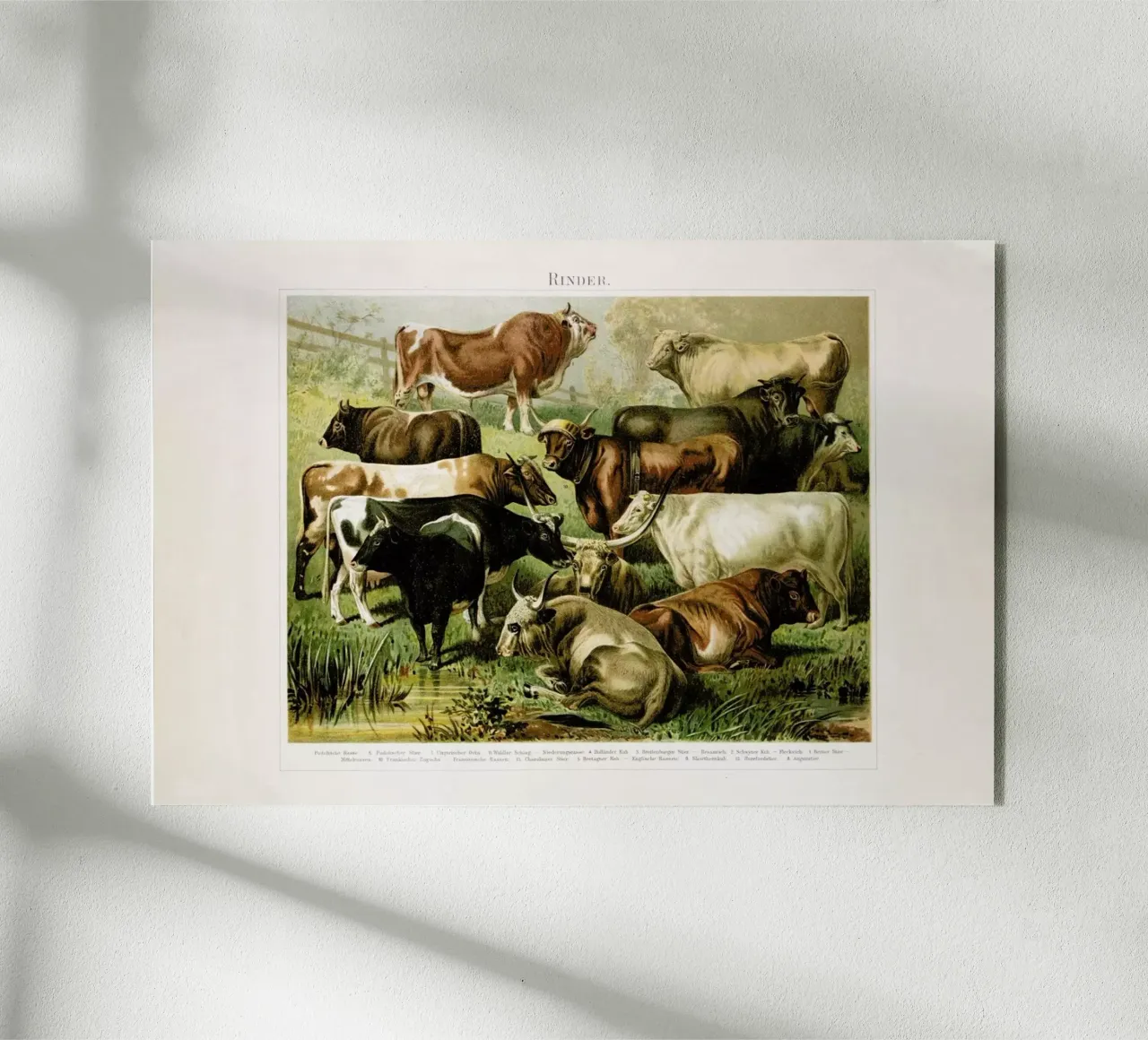 Herd plexiglas de Flora & Fauna