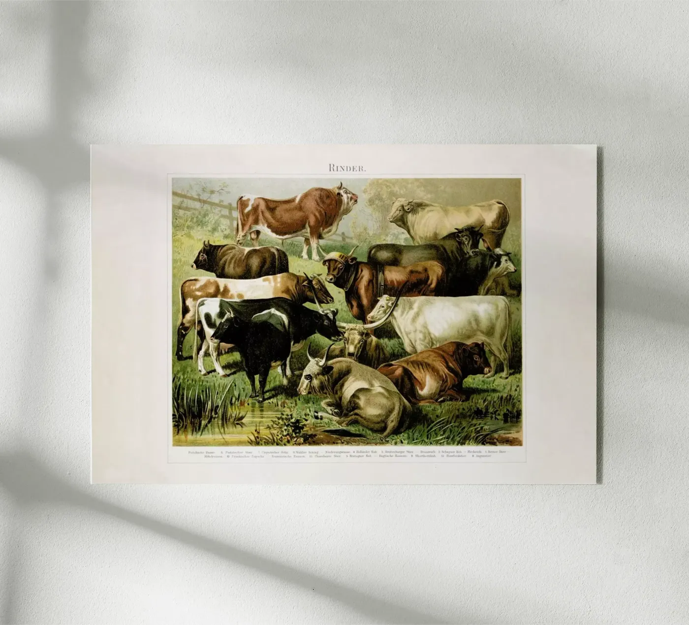 Herd plexiglas de Flora & Fauna