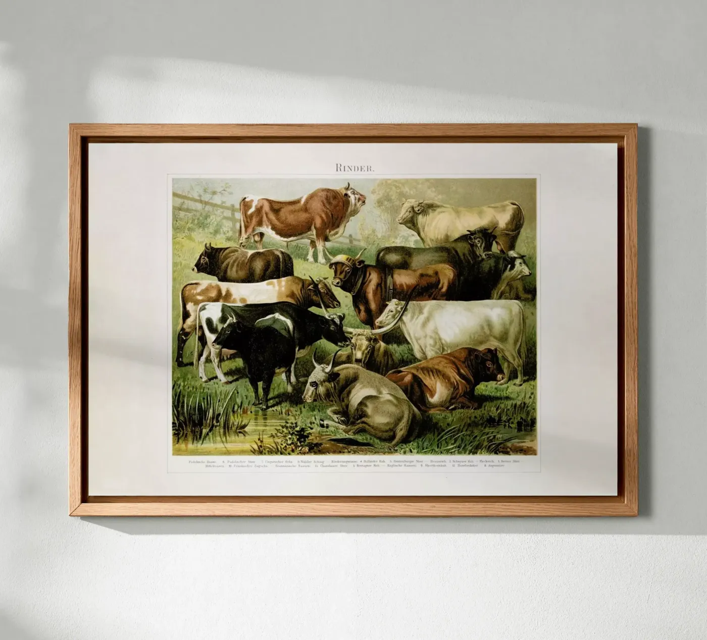 Herd pannello forex da Flora & Fauna