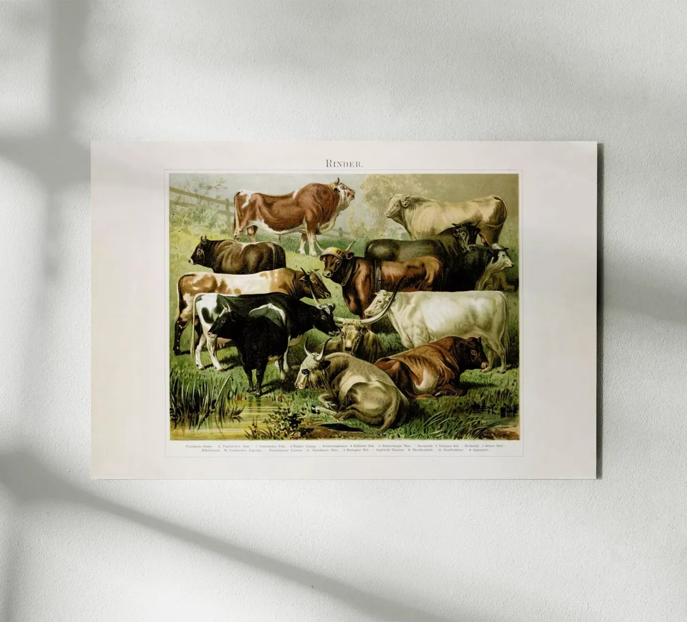 Herd pannello forex da Flora & Fauna