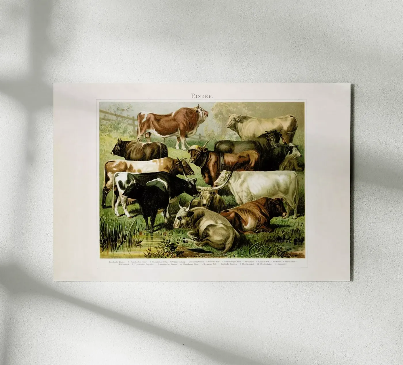 Herd pannello forex da Flora & Fauna