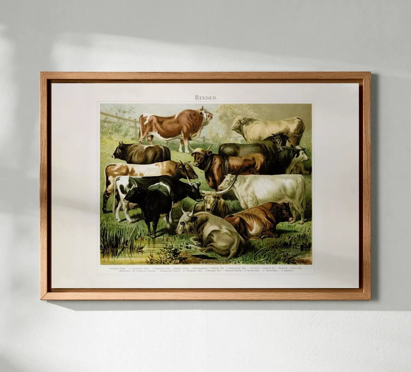 Herd tela da Flora & Fauna