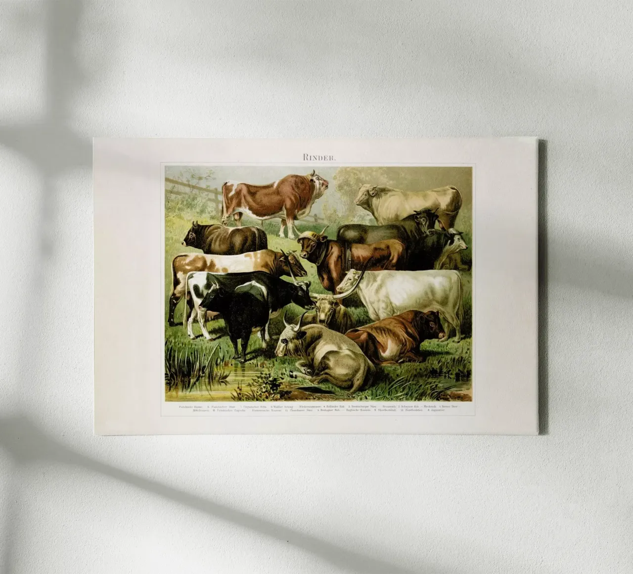 Herd tela con Cornice a cassetta da Flora & Fauna