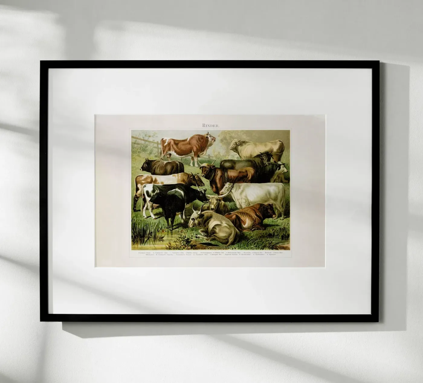 Herd poster da Flora & Fauna
