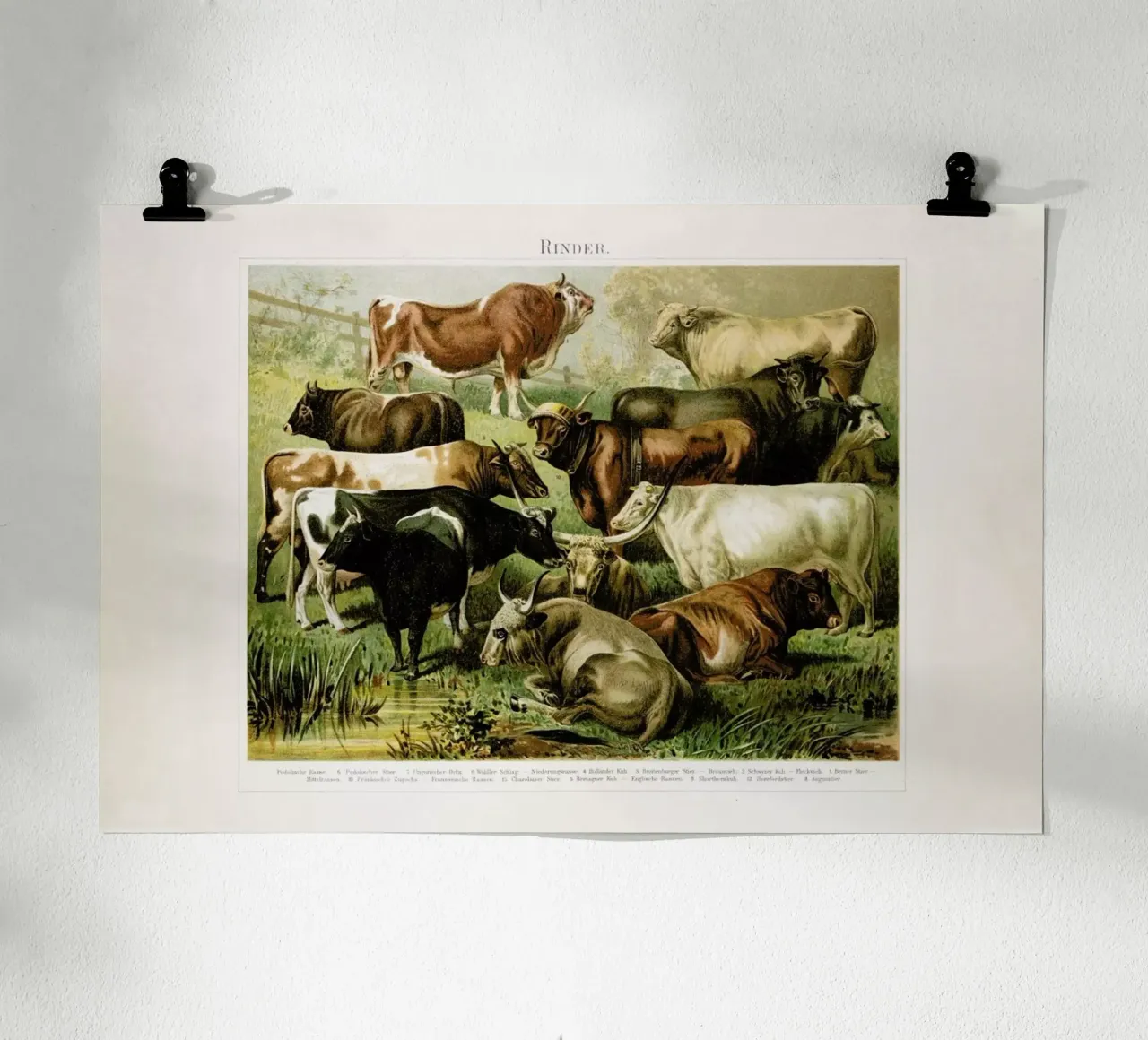 Herd poster con telaio in legno da Flora & Fauna