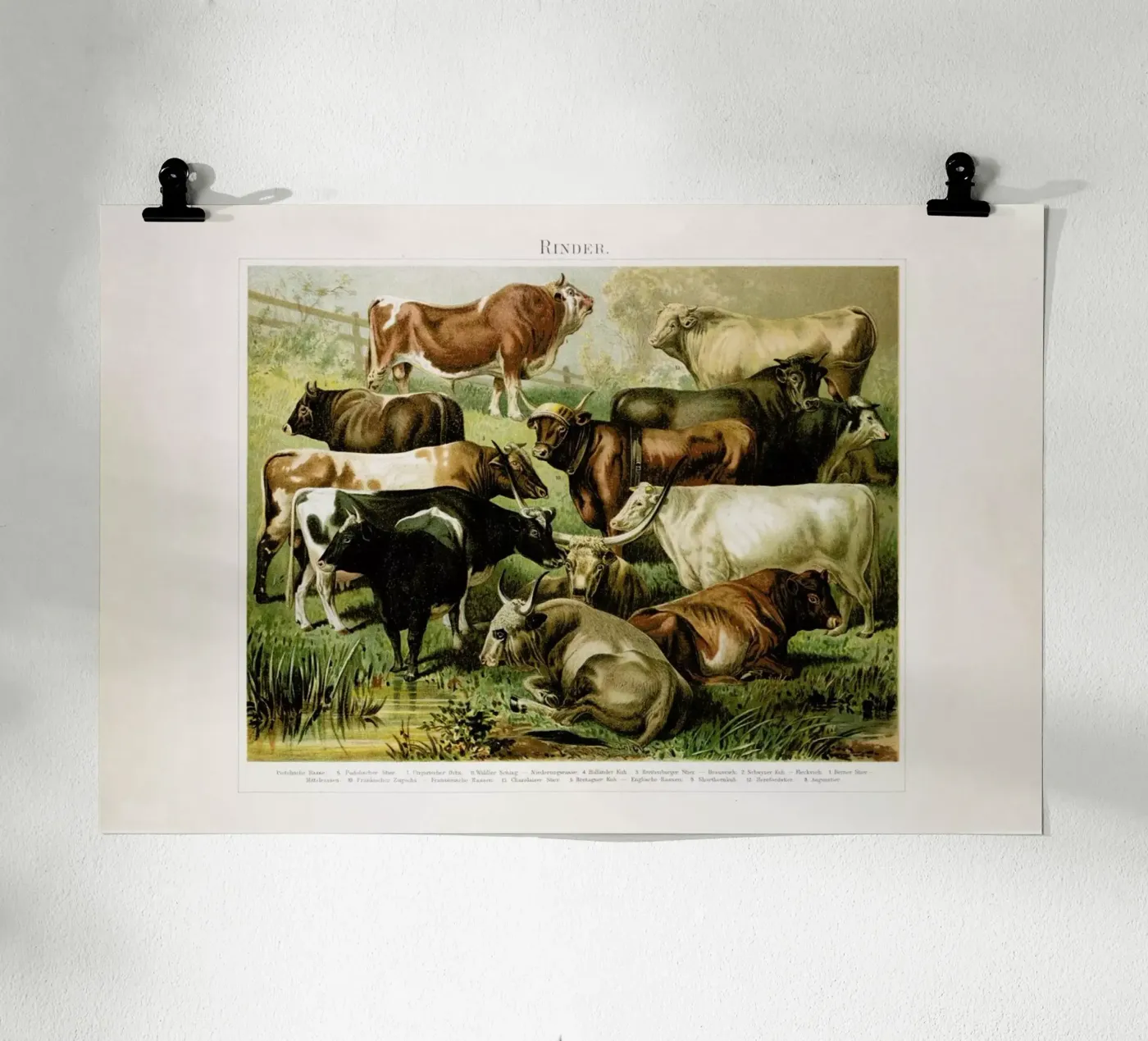 Herd poster van Flora & Fauna