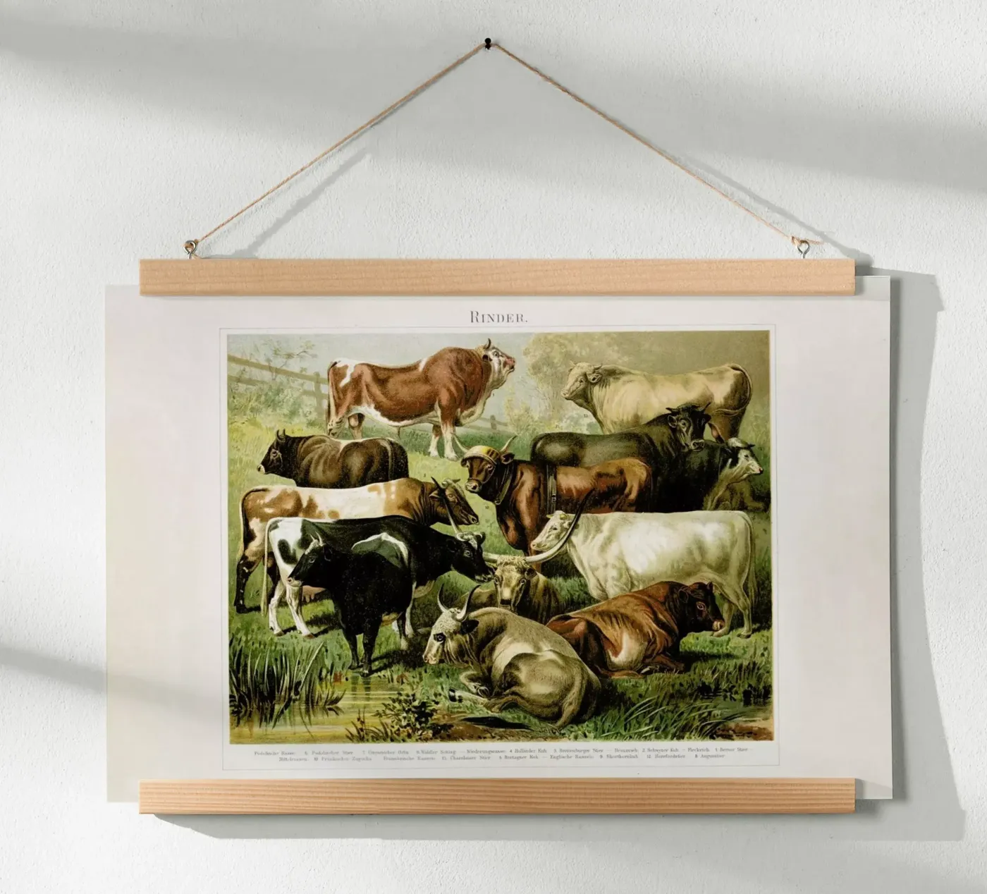 Herd poster da Flora & Fauna