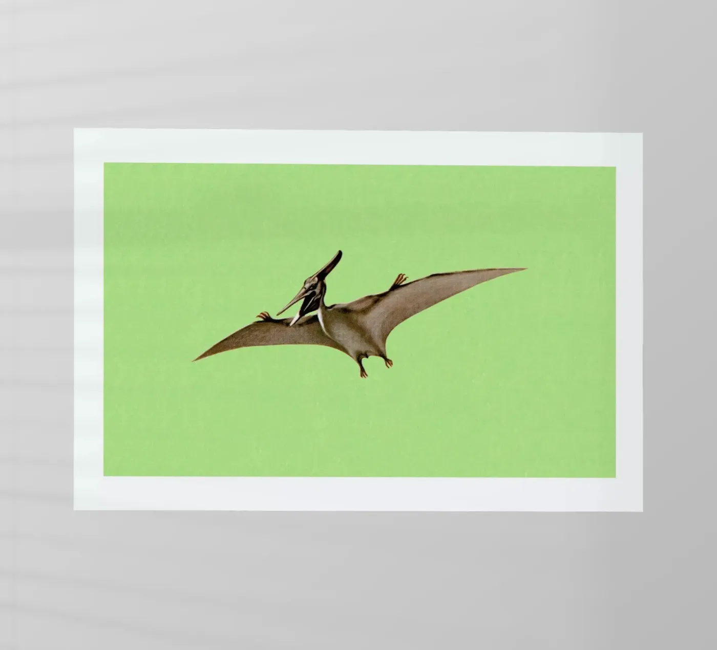 Pterodactyl pellicola backlit da Flora & Fauna