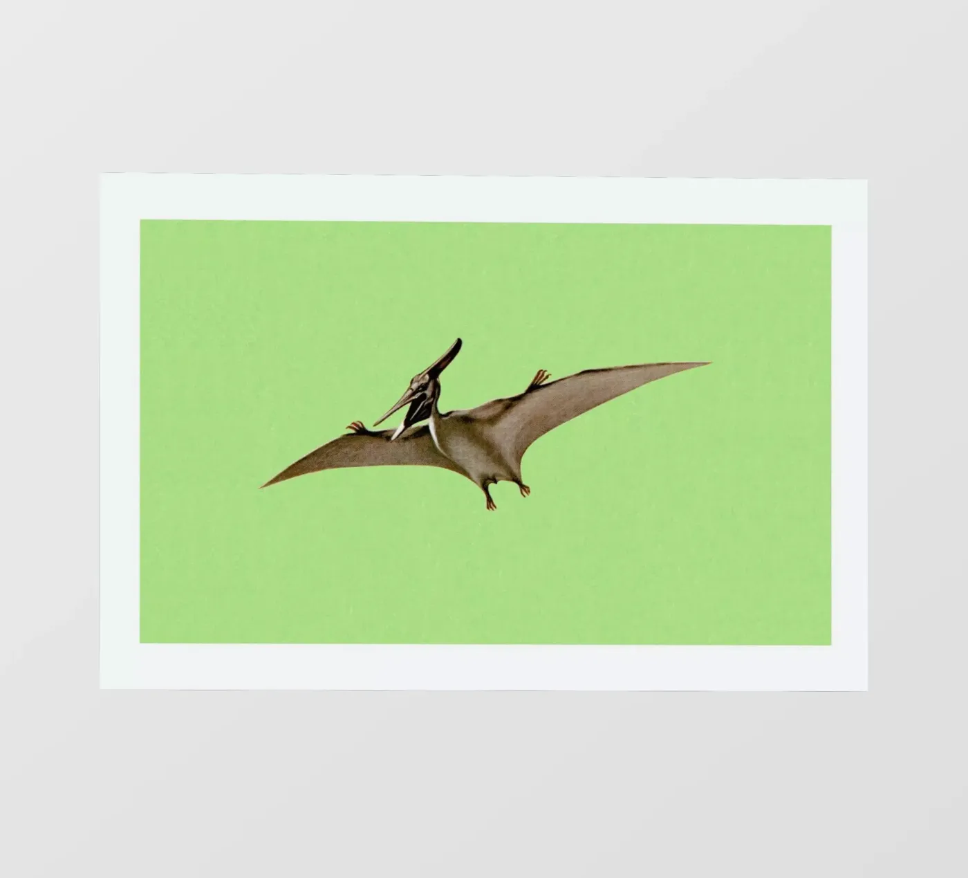 Pterodactyl pellicola backlit da Flora & Fauna