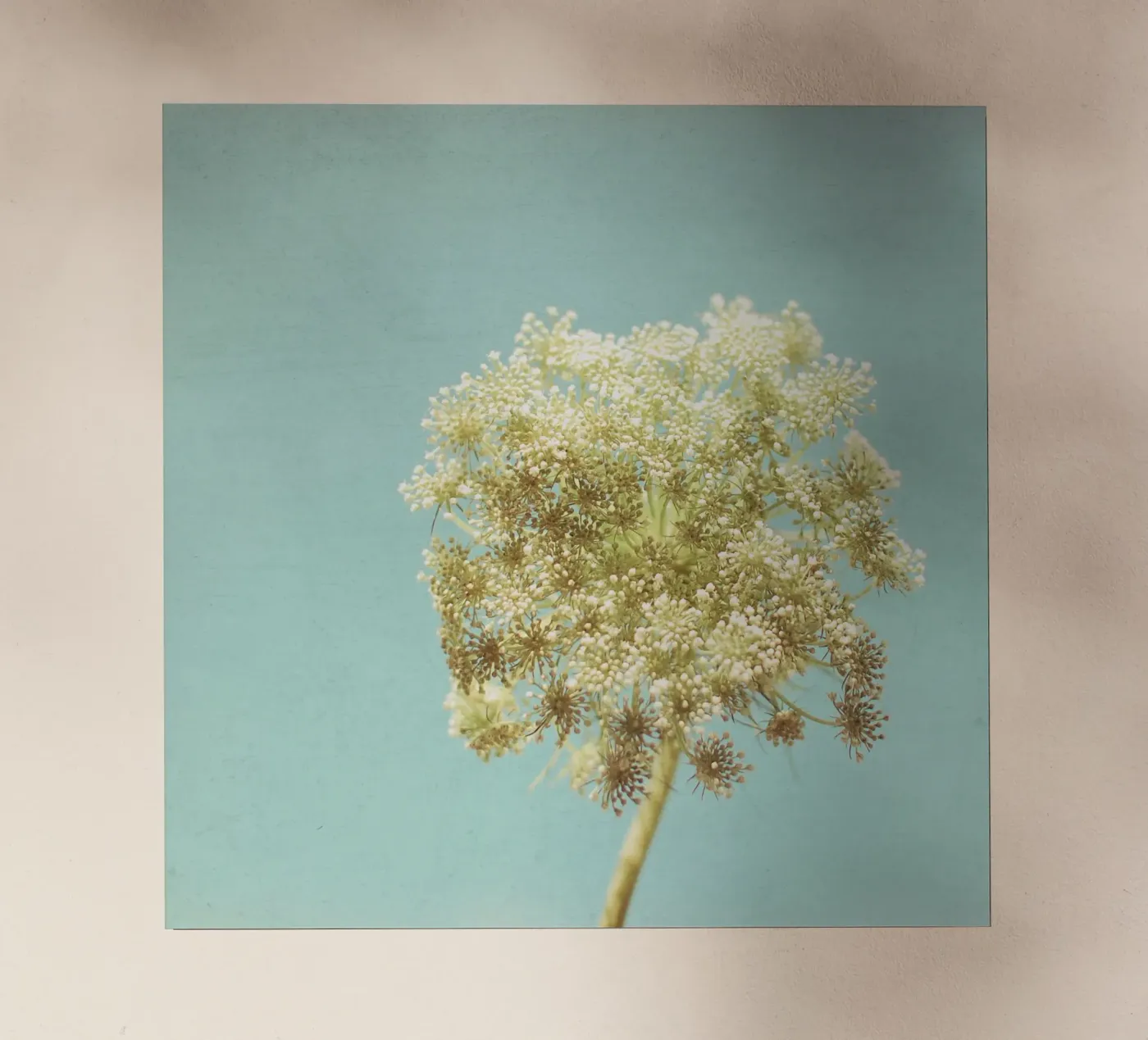 Luminoso pellicola backlit da Cassia Beck Photography