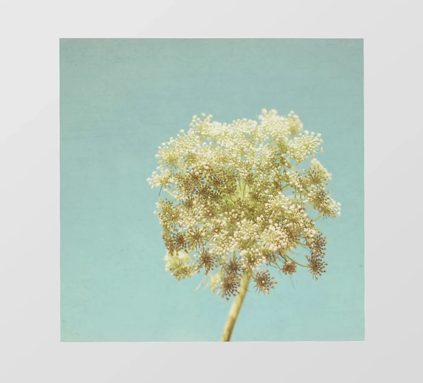 Luminoso pellicola backlit da Cassia Beck Photography