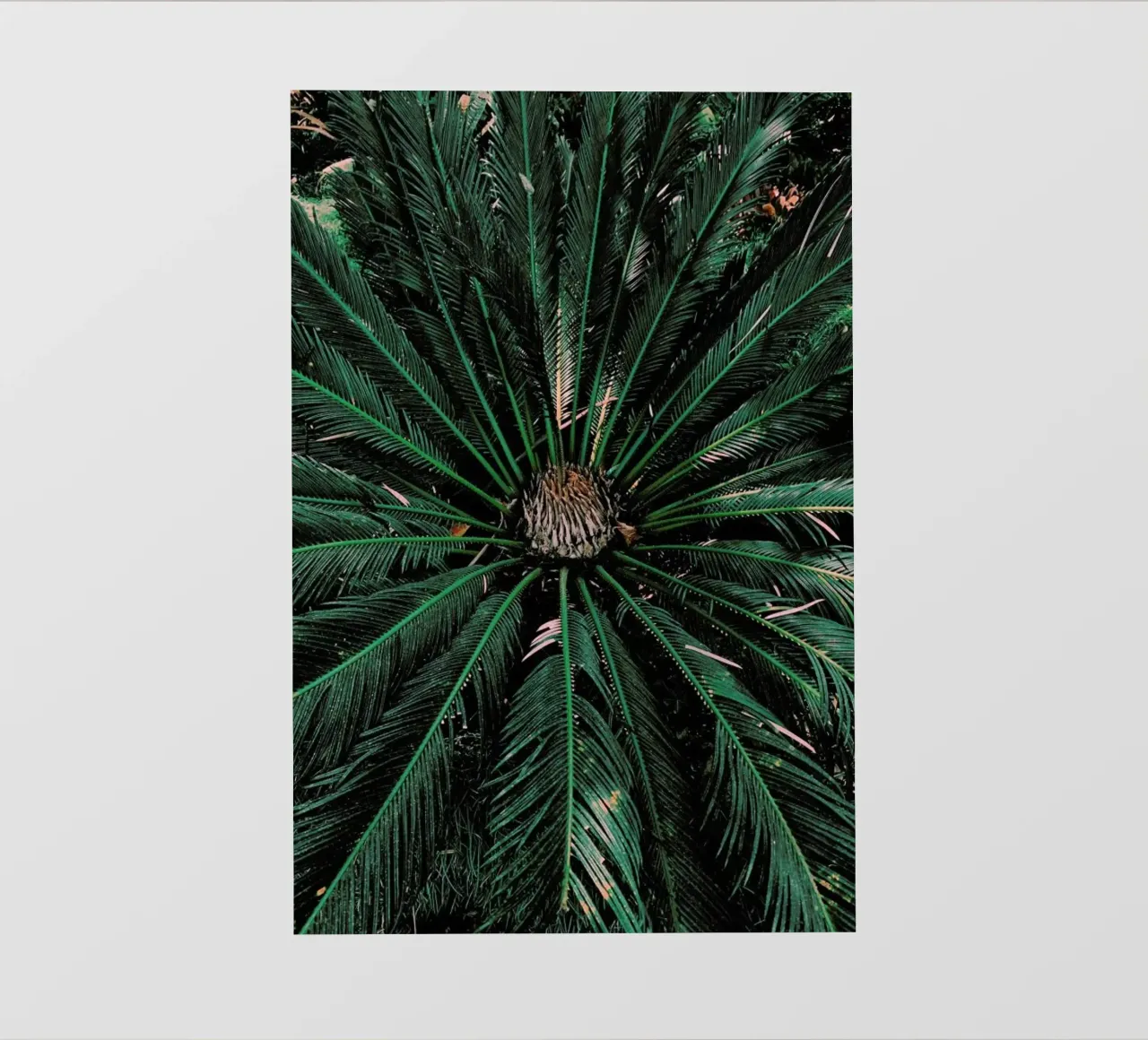 Botanical — Palm Leaves pellicola backlit da Sebastian Hilgetag