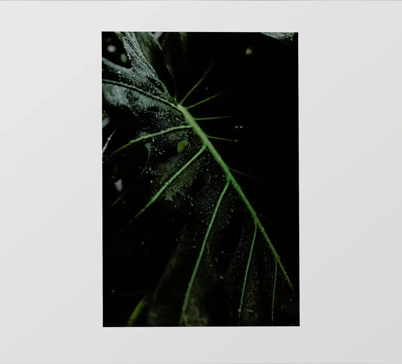 After The Rains pellicola backlit da Flora & Fauna